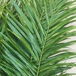 Robellini Palm Leaf Greenery