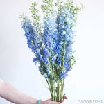 light blue delphinium Flower