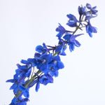 dark blue delphinium