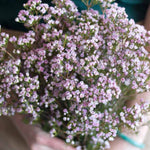 Lavender Wax Flowers