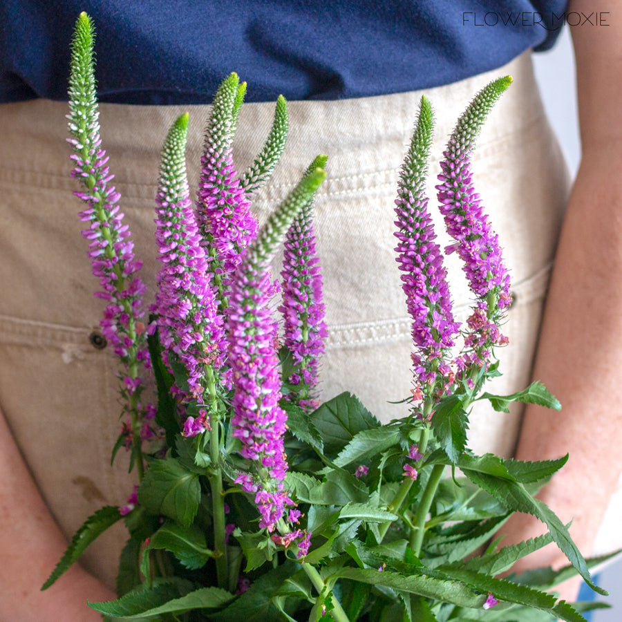 Pink Veronica Flower DIY Wedding Flowers Flower Moxie