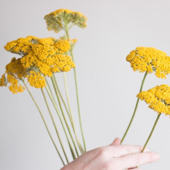 Dried Yarrow/ Golden Florals/ Mustard Colored Dried Florals