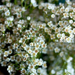 white wax flower