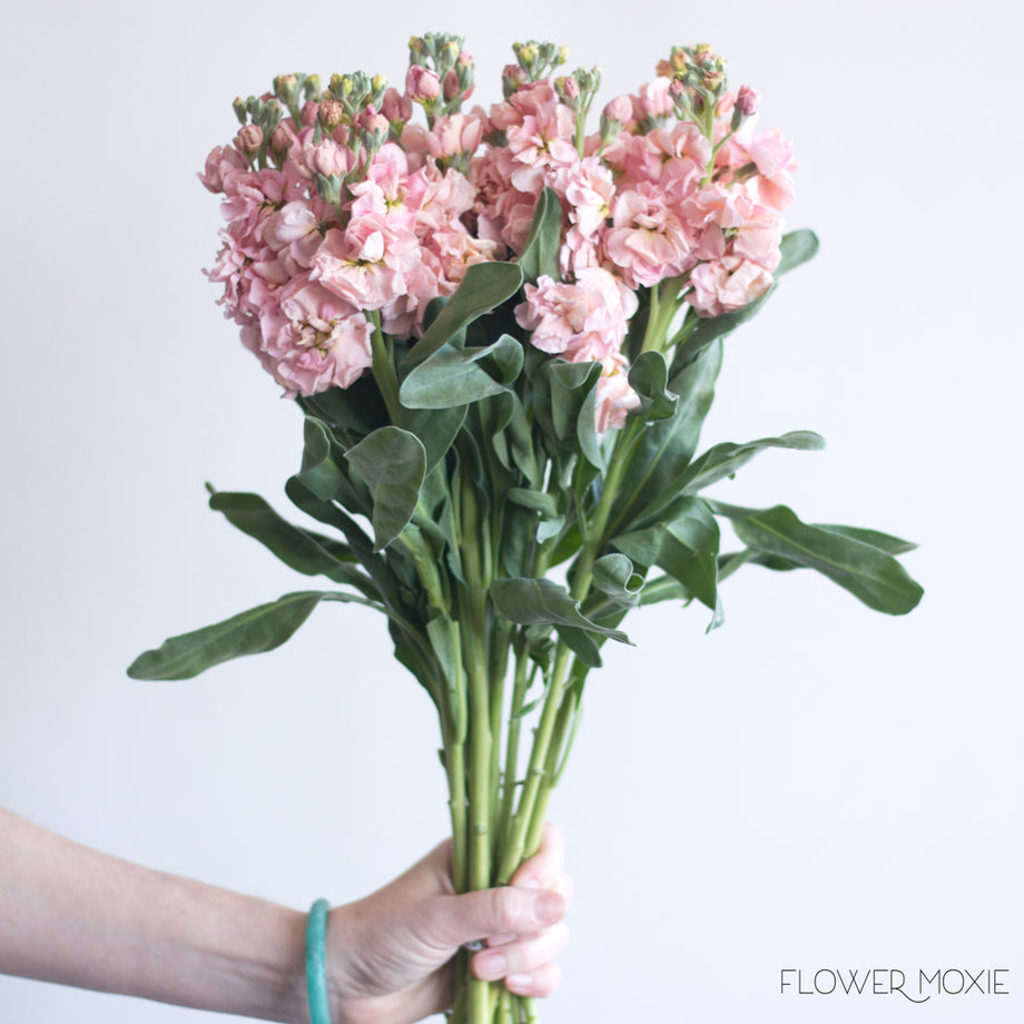 Stock Flowers Bulk Fresh Wedding Flowers Online Flower Moxie