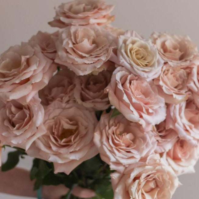 Quicksand Roses, dusty pink rose