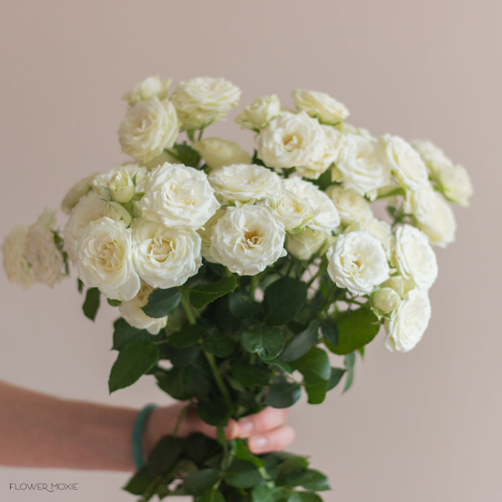 Cream Spray Roses White and Cream Spray Roses | Bulk Wedding Flowers - Flower Moxie