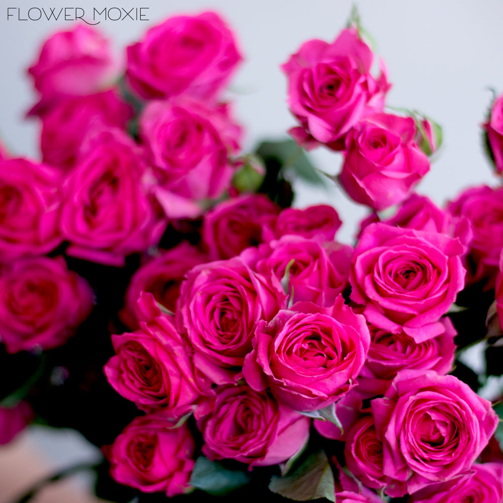 Deep Pink Spray Roses