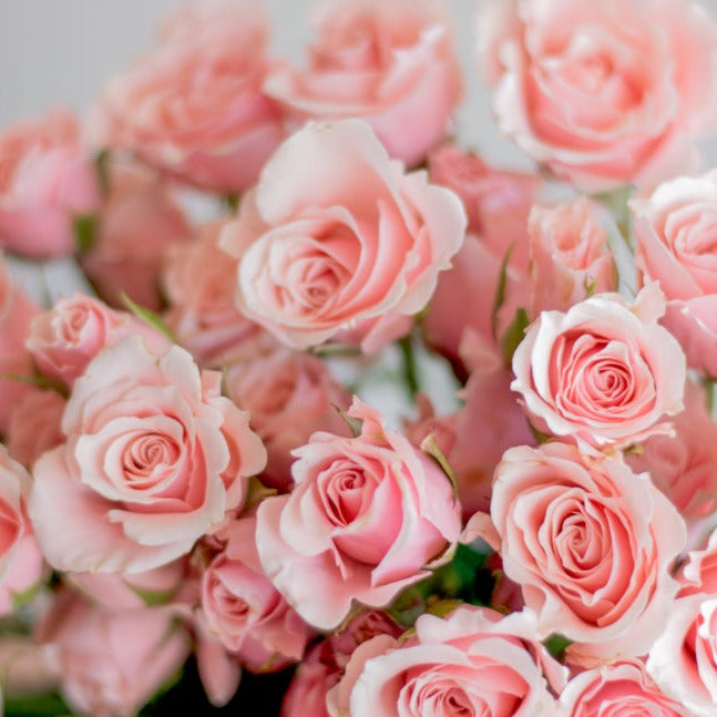 Light Pink Spray Rose Flower, DIY Wedding Flowers