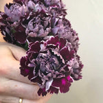 minerva burgundy carnation flower