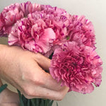 Medium Pink Carnations