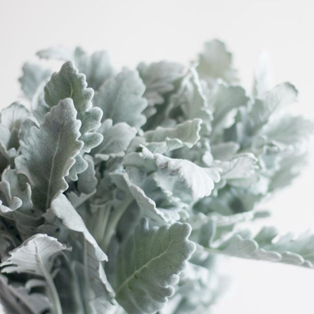 Light Wedding Greenery Bulk | DIY Wedding Flowers | Flower Moxie
