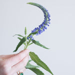 Blue Veronica Flower