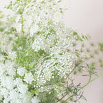 White Queen Anne's Lace Flower