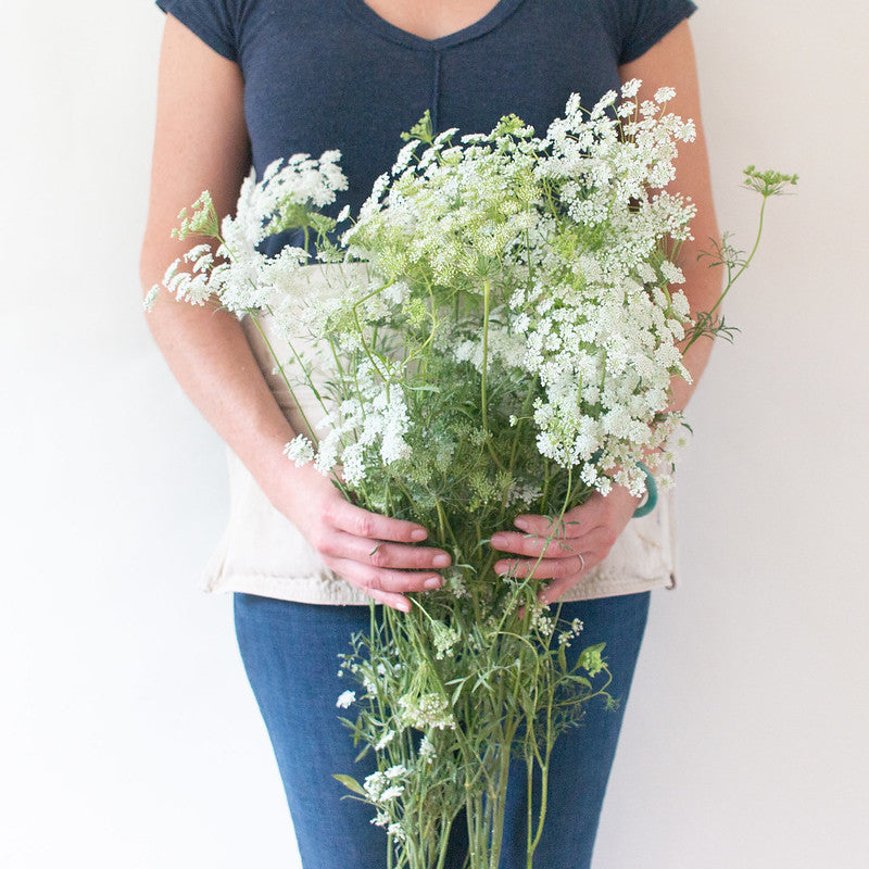 White Queen Anne s Lace DIY Wedding Flowers Flower Moxie