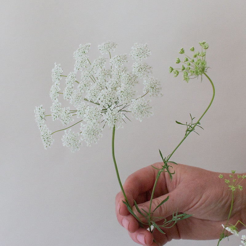 White Queen Anne s Lace DIY Wedding Flowers Flower Moxie