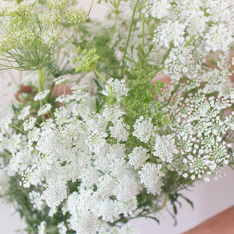 White Queen Anne's Lace, DIY Wedding Flowers