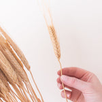 Dried Natural Wheat Triticum