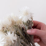 Bleached White Everlasting Flower