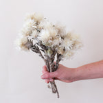 Bleached White Everlasting Flower