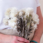 Bleached White Everlasting Flower