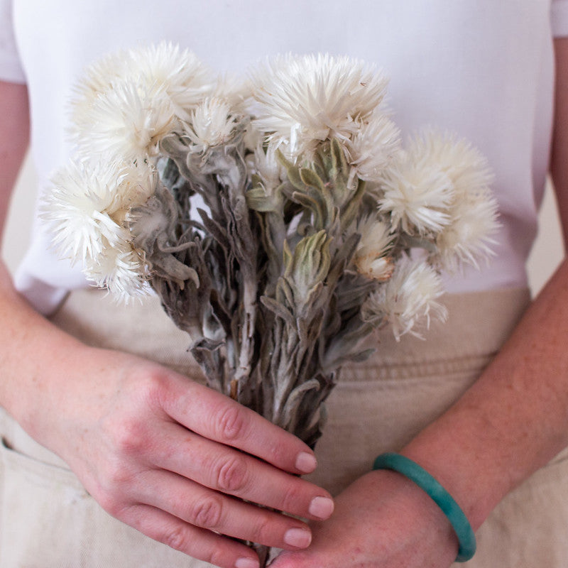 Bleached White Everlasting Flower