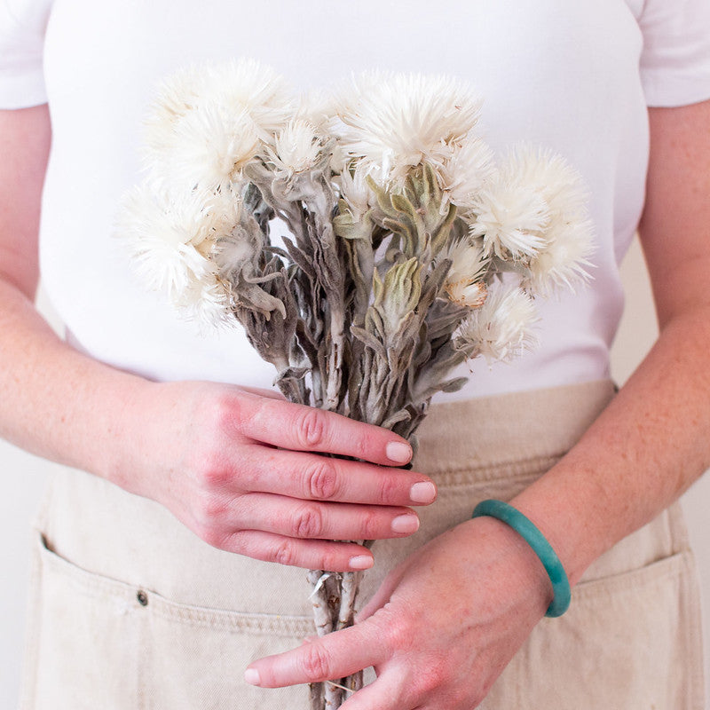 Bleached White Everlasting Flower