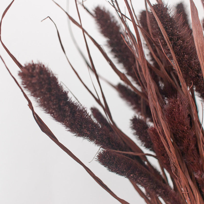 Dried Chocolate Setaria Millet Foxtail Grass