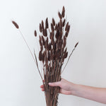 Chocolate Dried Bunny Tail Grass