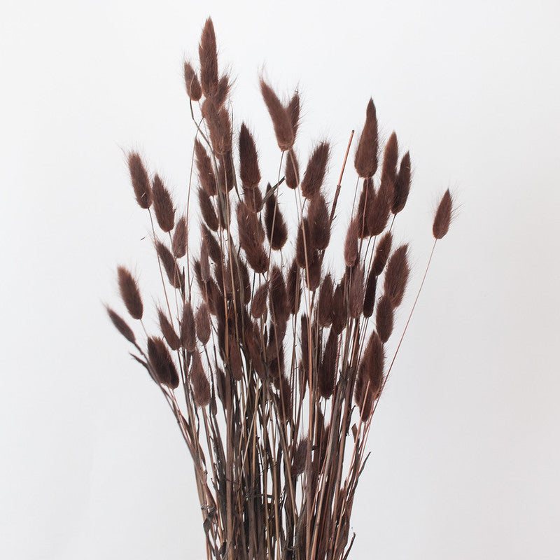 Chocolate Dried Bunny Tail Grass