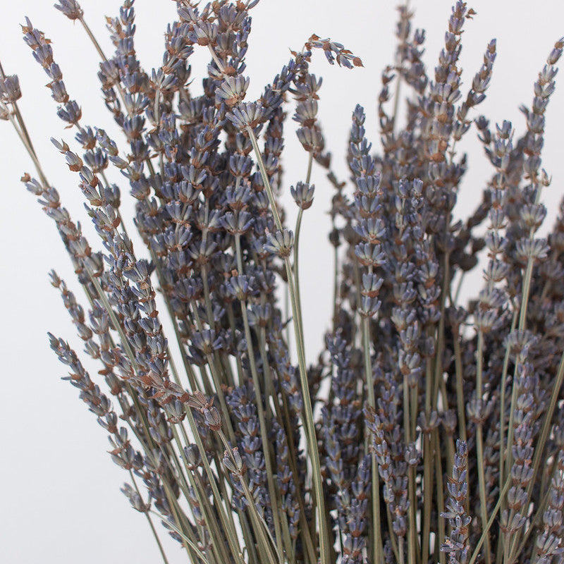 Dried Lavender French — Plenty Flowers