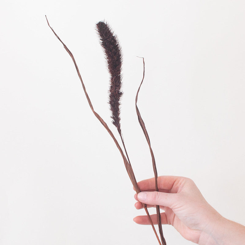 Dried Chocolate Setaria Millet Foxtail Grass