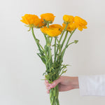yellow ranunculus flower