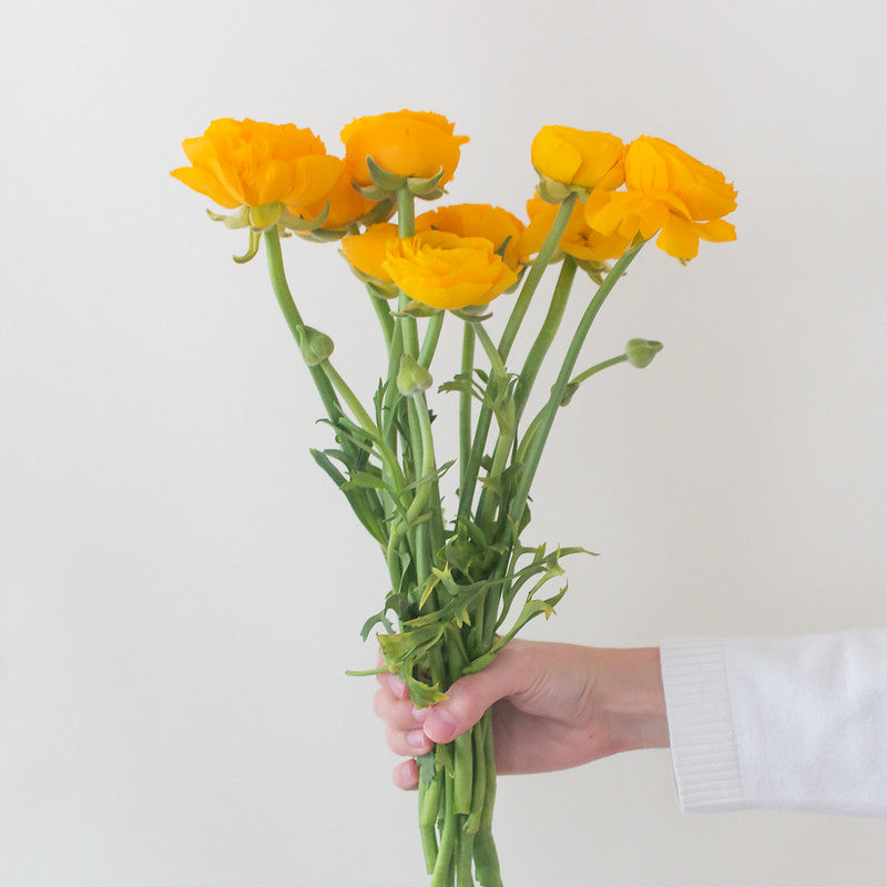 Yellow Ranunculus | Bulk Fresh DIY Wedding Flowers | Flower Moxie