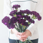 Dark Purple Carnation Flower
