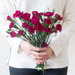 fuchsia berry mini carnations