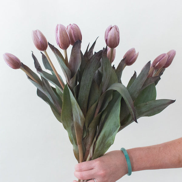 Mauve Brownie Tulips Dyed, DIY Wedding Flowers