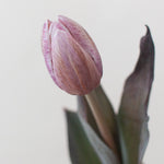 Brownie Mauve Tulips
