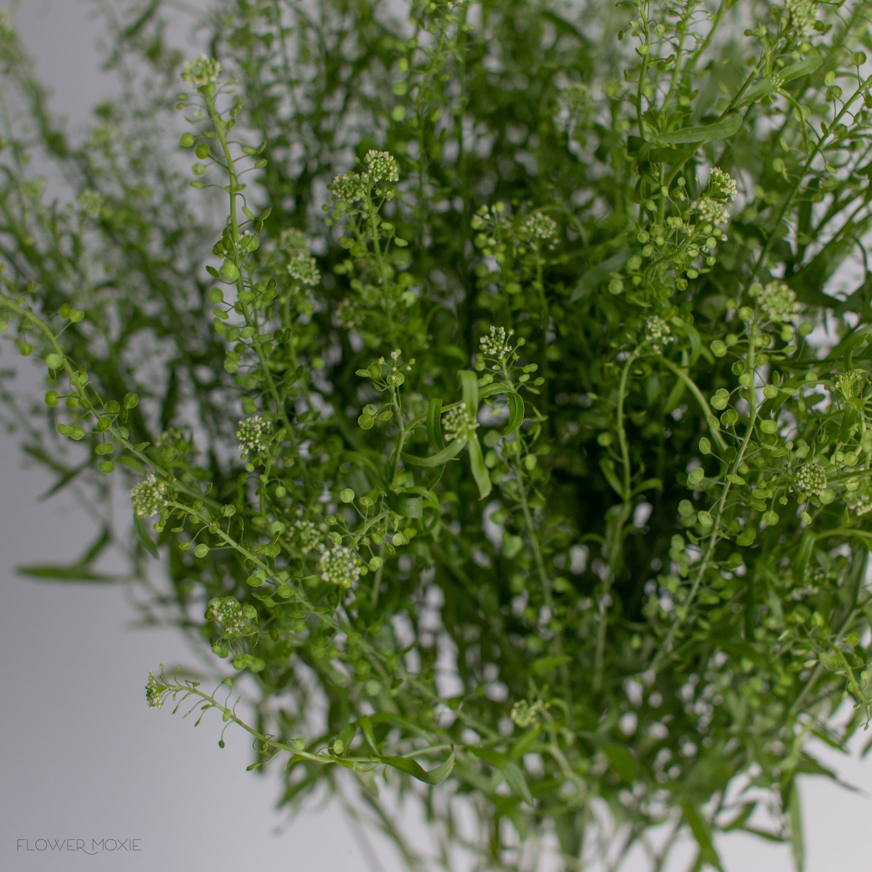 Pennycress Greenery DIY Wedding Flowers Flower Moxie