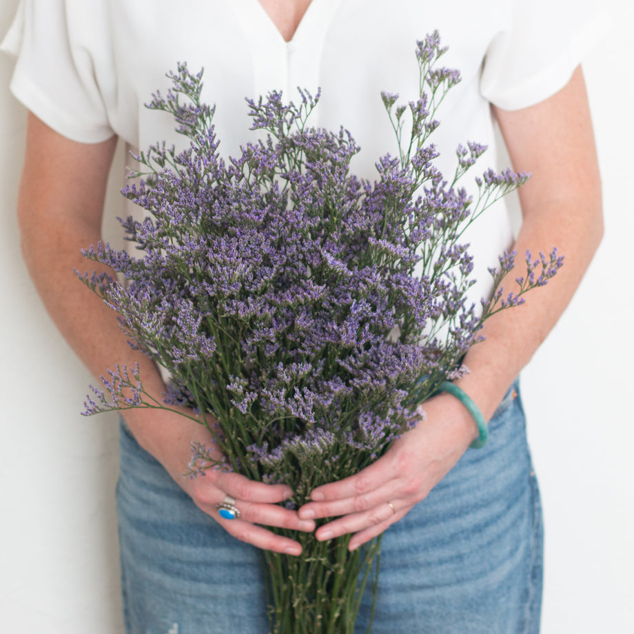 Limonium Flower Moxie