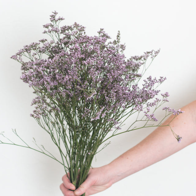 Limonium – Flower Moxie