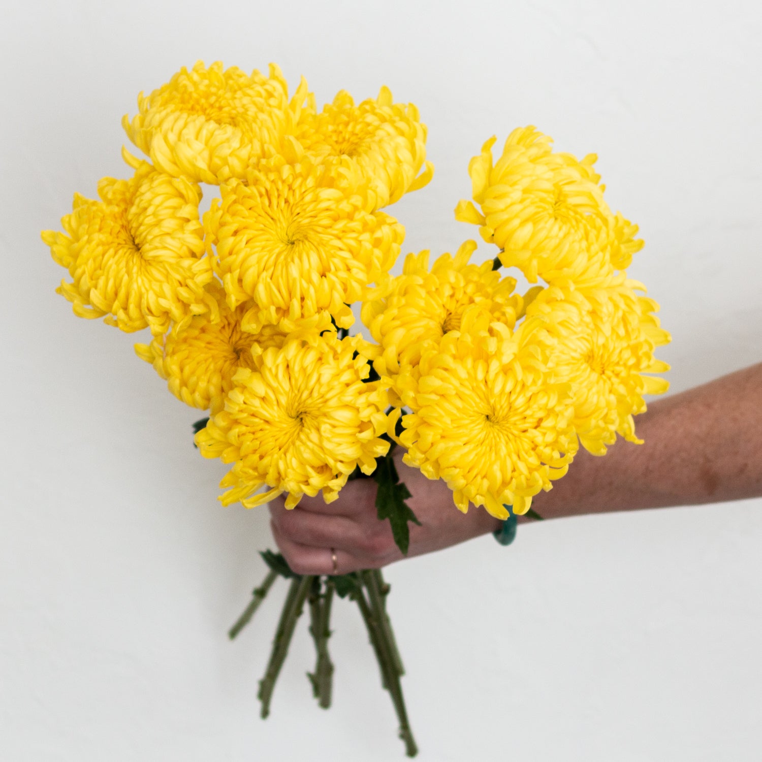 Yellow Cremone Flower