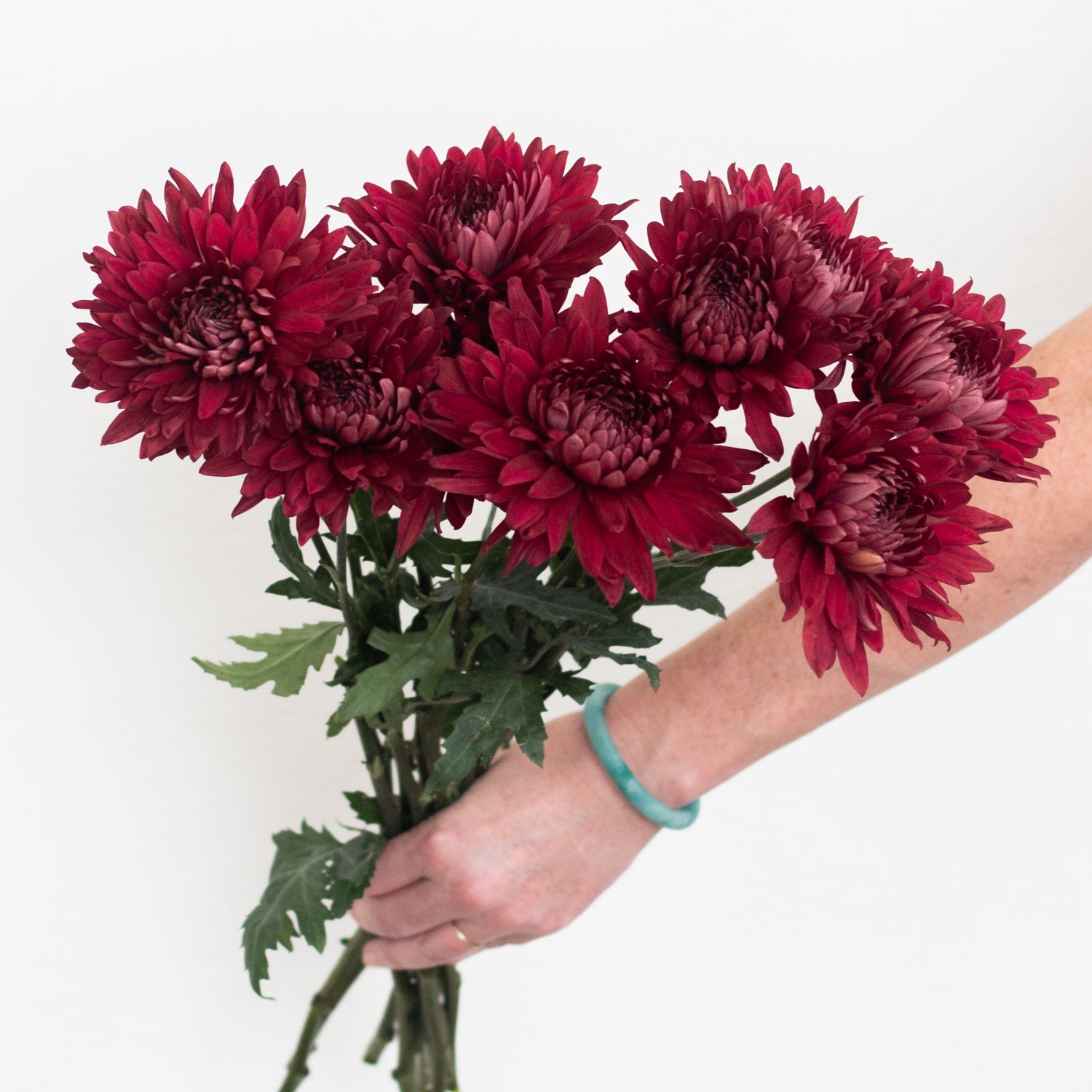 Red Fancy Carnation Flowers - Wholesale - Blooms By The Box