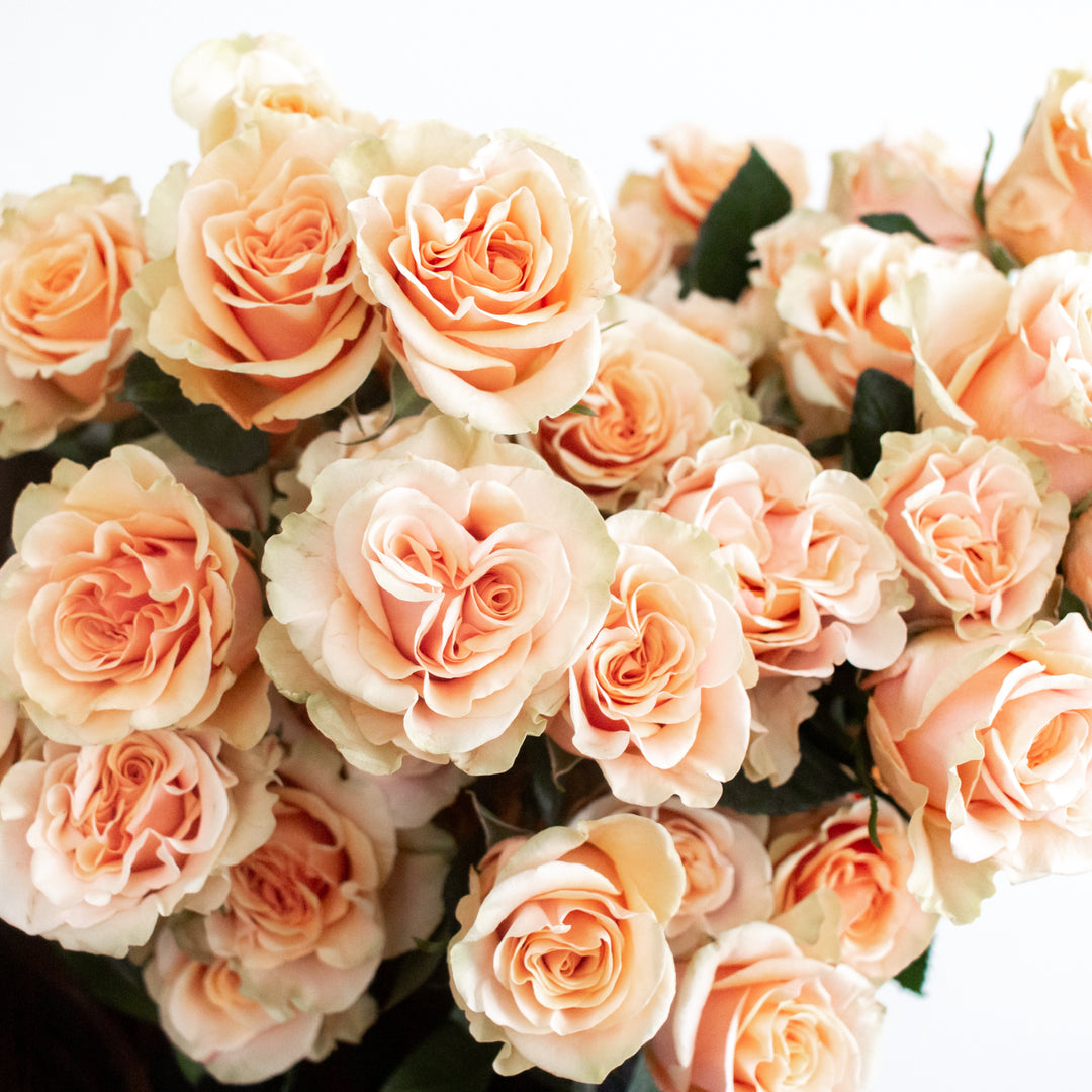 Peach Phoenix Roses | Fresh DIY Wedding Flowers | Flower Moxie