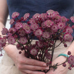 Burgundy Astrantia Flower