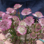 Pink Astrantia Flower
