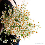 Feverfew Chamomile Daisy, DIY Wedding Flowers
