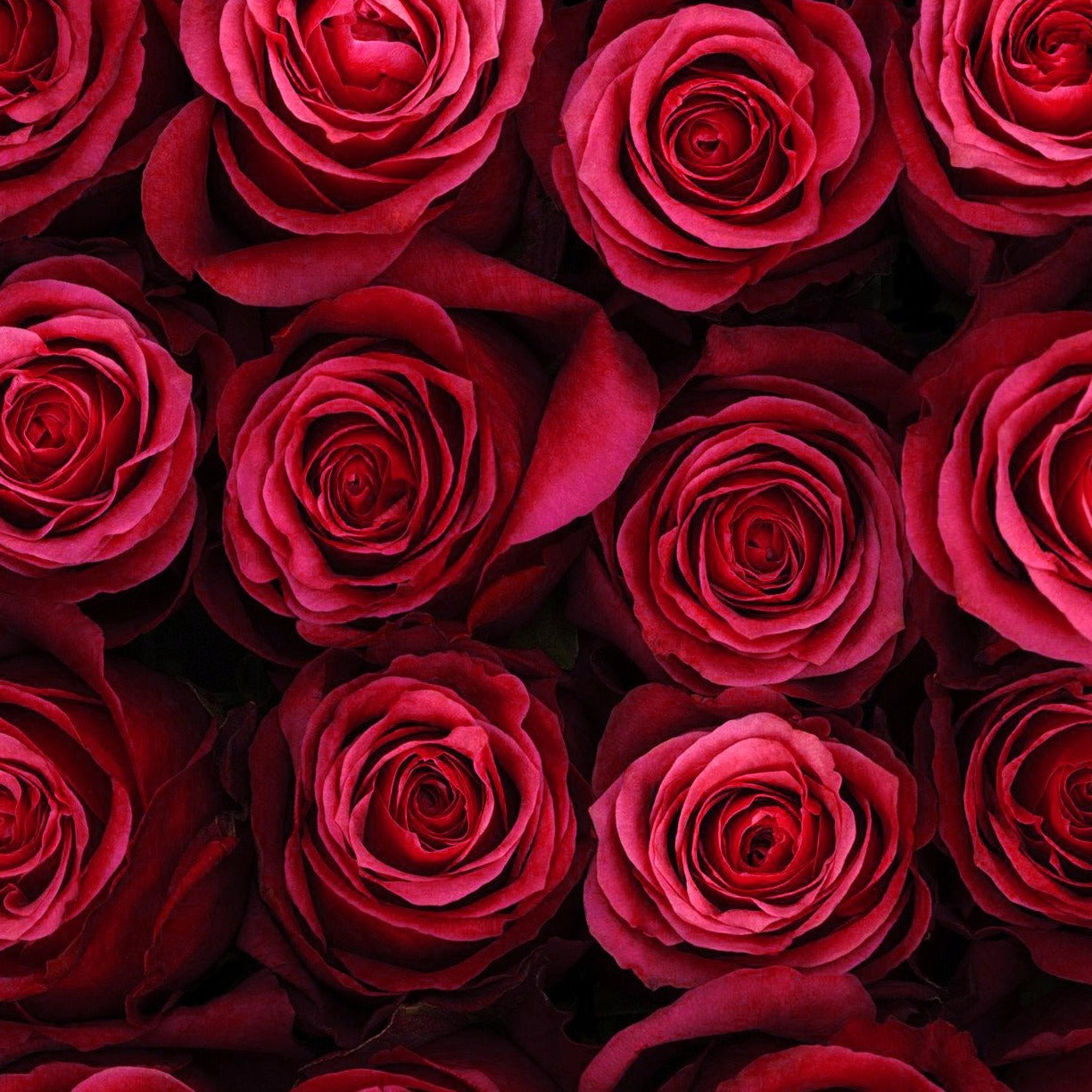 Pink Red Cherry O Roses | DIY Wedding Flowers | Flower Moxie 100 Stems - per stem Pink Red Cherry O Roses | DIY Wedding Flowers | Flower Moxie 100 Stems - per stem