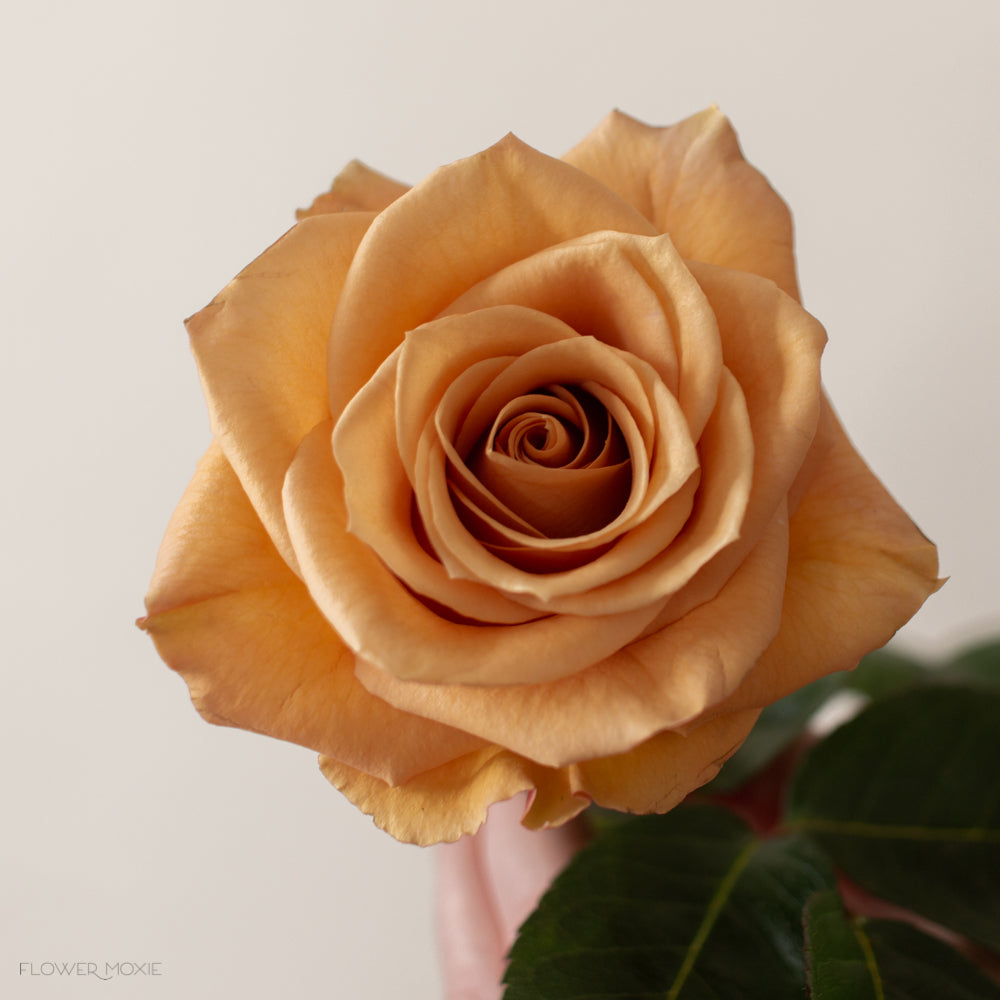golden combo rose