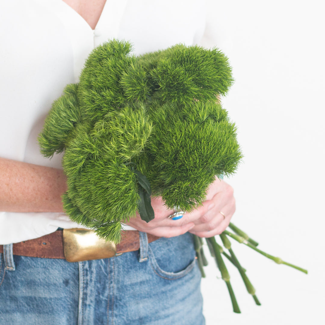 Green Dianthus | Bulk Fresh DIY Wedding Flowers | Flower Moxie 30 stems