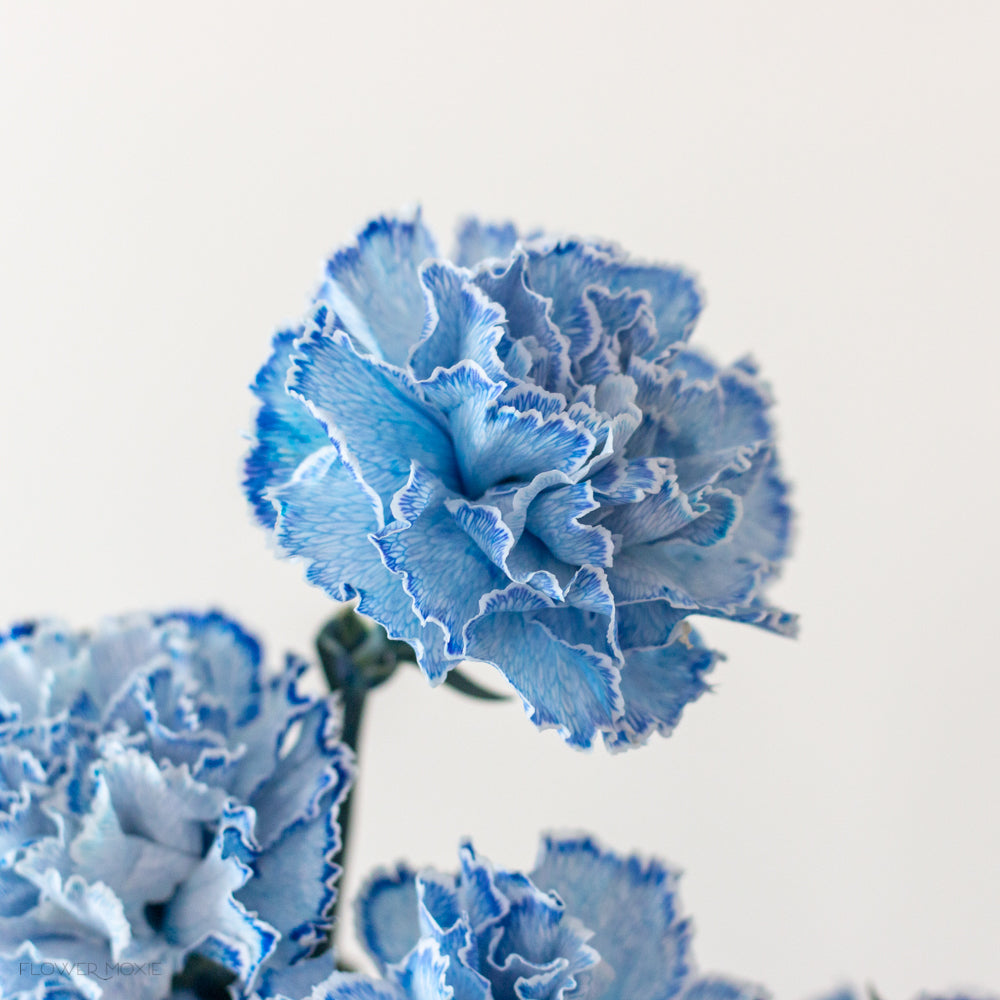 tinted blue carnation flower